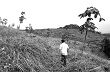 Cây cao su giúp đồng bào Cơ Tu giảm nghèo